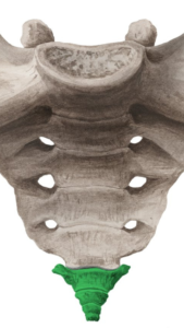 Cóccix